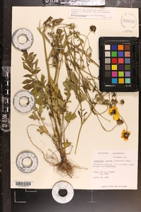 Coreopsis basalis image