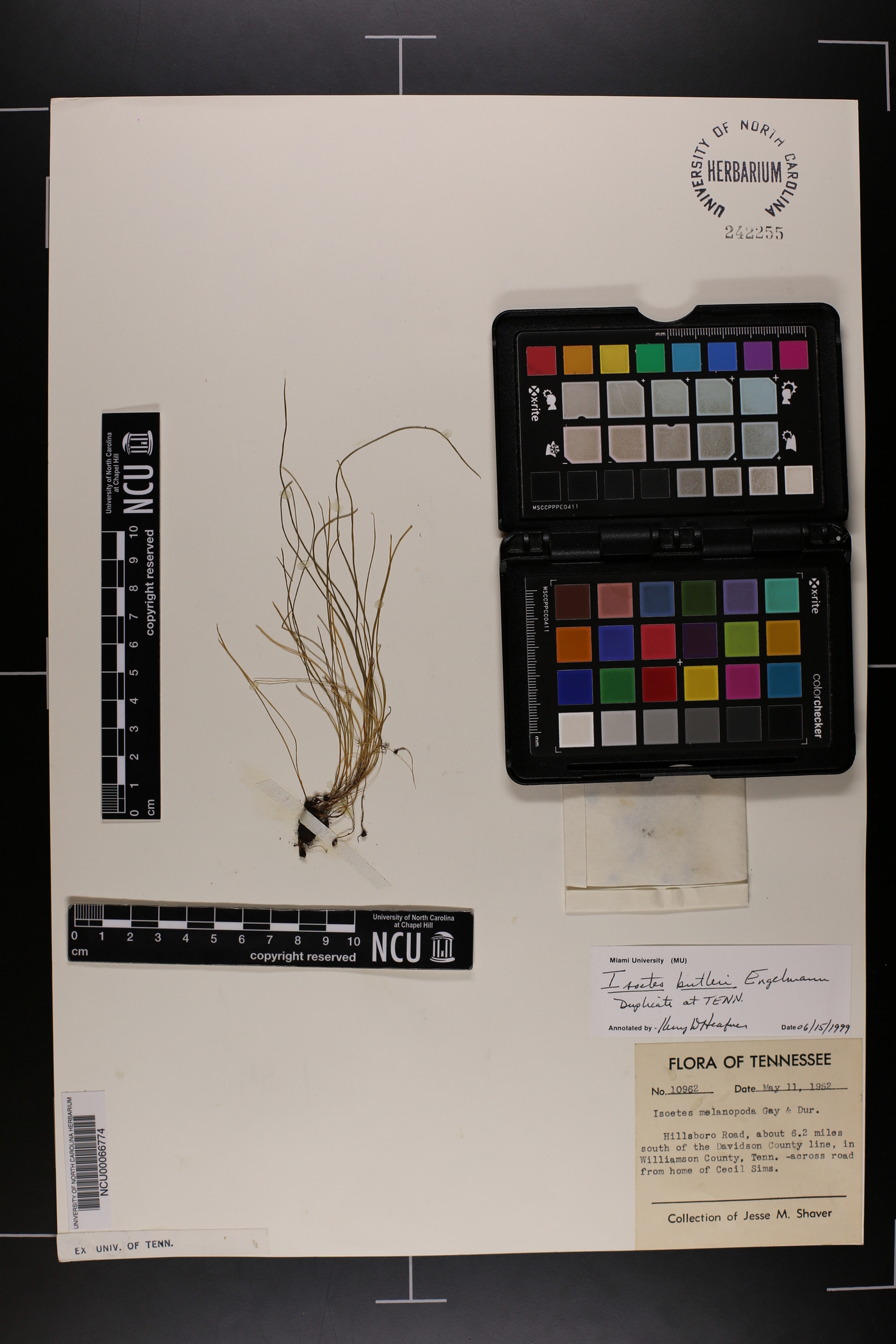 Isoëtes butleri image