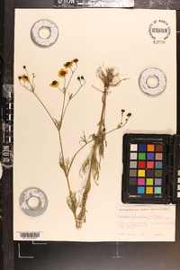 Coreopsis tinctoria var. tinctoria image