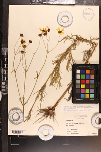 Coreopsis tinctoria var. tinctoria image