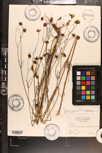 Coreopsis tinctoria image