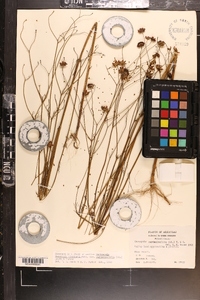 Coreopsis tinctoria image