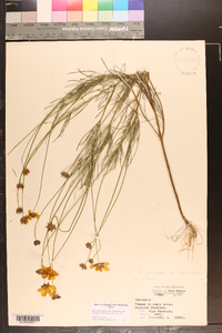 Coreopsis grandiflora image