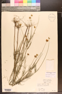 Coreopsis grandiflora image