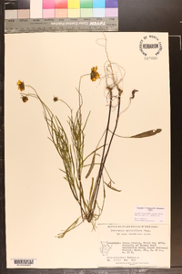 Coreopsis grandiflora image