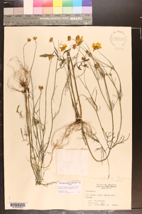 Coreopsis grandiflora image