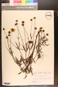 Coreopsis grandiflora image