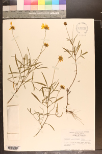 Coreopsis grandiflora image