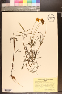 Coreopsis grandiflora image