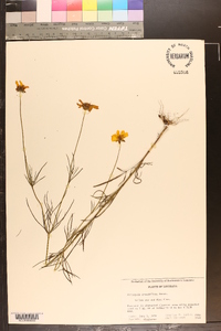 Coreopsis grandiflora image