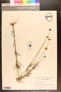 Coreopsis grandiflora image