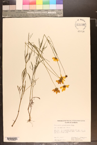 Coreopsis grandiflora image