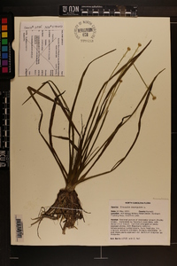 Eriocaulon decangulare image
