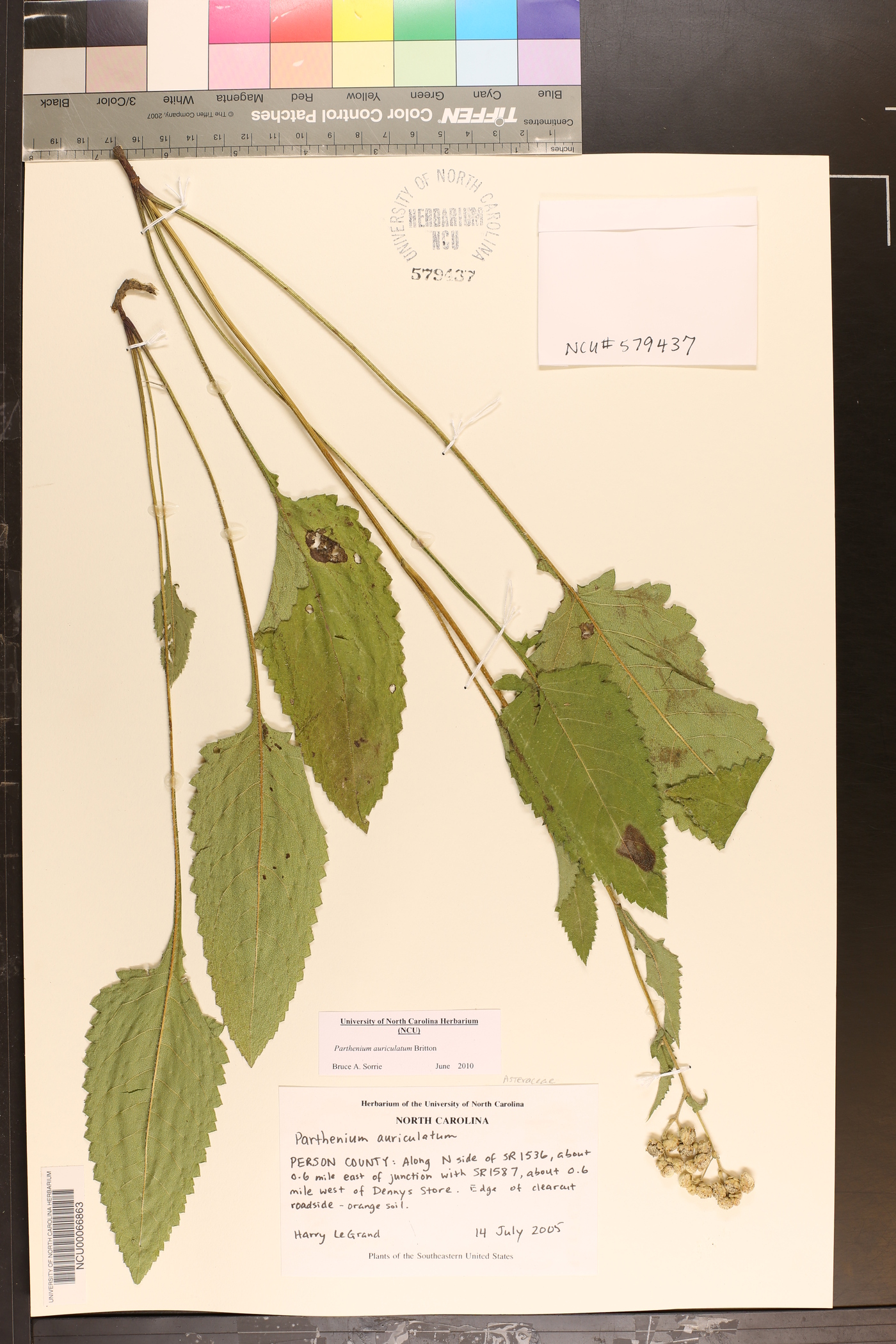 Parthenium auriculatum image