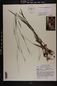 Dichanthelium dichotomum subsp. roanokense image