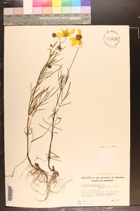 Coreopsis grandiflora var. harveyana image