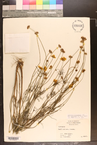 Coreopsis grandiflora var. harveyana image