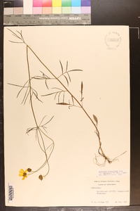 Coreopsis grandiflora image