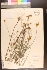 Coreopsis grandiflora image