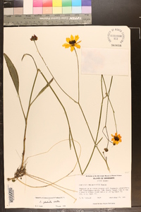 Coreopsis gladiata image