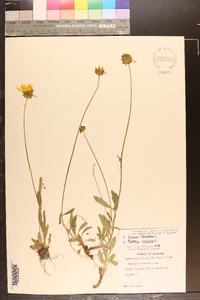 Coreopsis lanceolata image