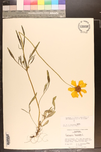 Coreopsis lanceolata image