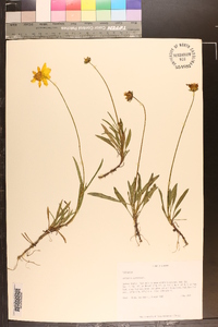 Coreopsis lanceolata image