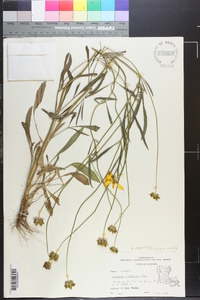 Coreopsis lanceolata image