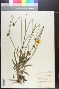 Coreopsis lanceolata image