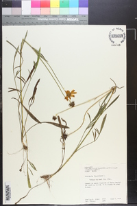 Coreopsis lanceolata image