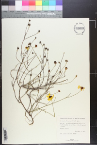 Coreopsis leavenworthii image