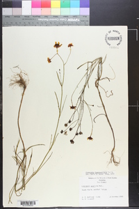 Coreopsis leavenworthii image