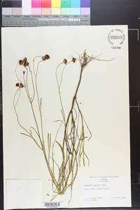 Coreopsis leavenworthii image