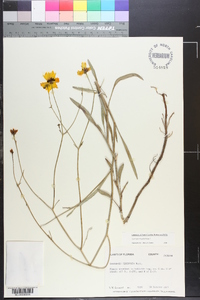 Coreopsis linifolia image