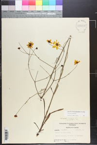 Coreopsis linifolia image