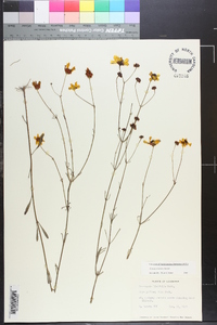 Coreopsis linifolia image