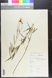 Coreopsis major var. linearis image