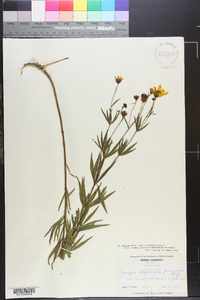 Coreopsis major var. linearis image