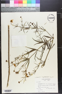 Coreopsis major var. linearis image