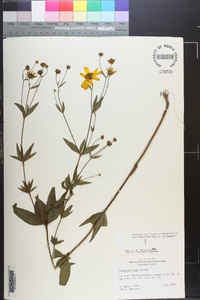 Coreopsis major image