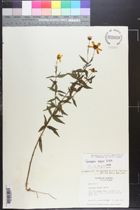 Coreopsis major image