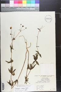 Coreopsis major image