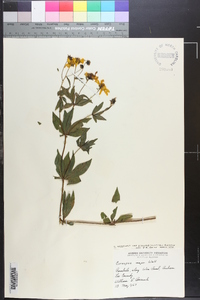 Coreopsis major image