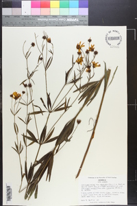 Coreopsis major image