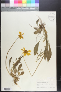 Coreopsis lanceolata image