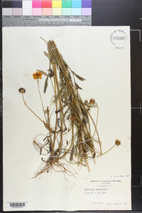 Coreopsis lanceolata image