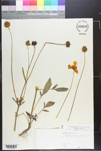 Coreopsis lanceolata image