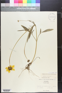 Coreopsis lanceolata image