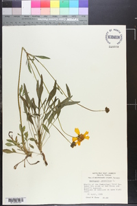 Coreopsis lanceolata image