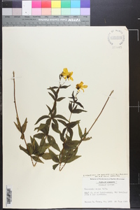 Coreopsis major image